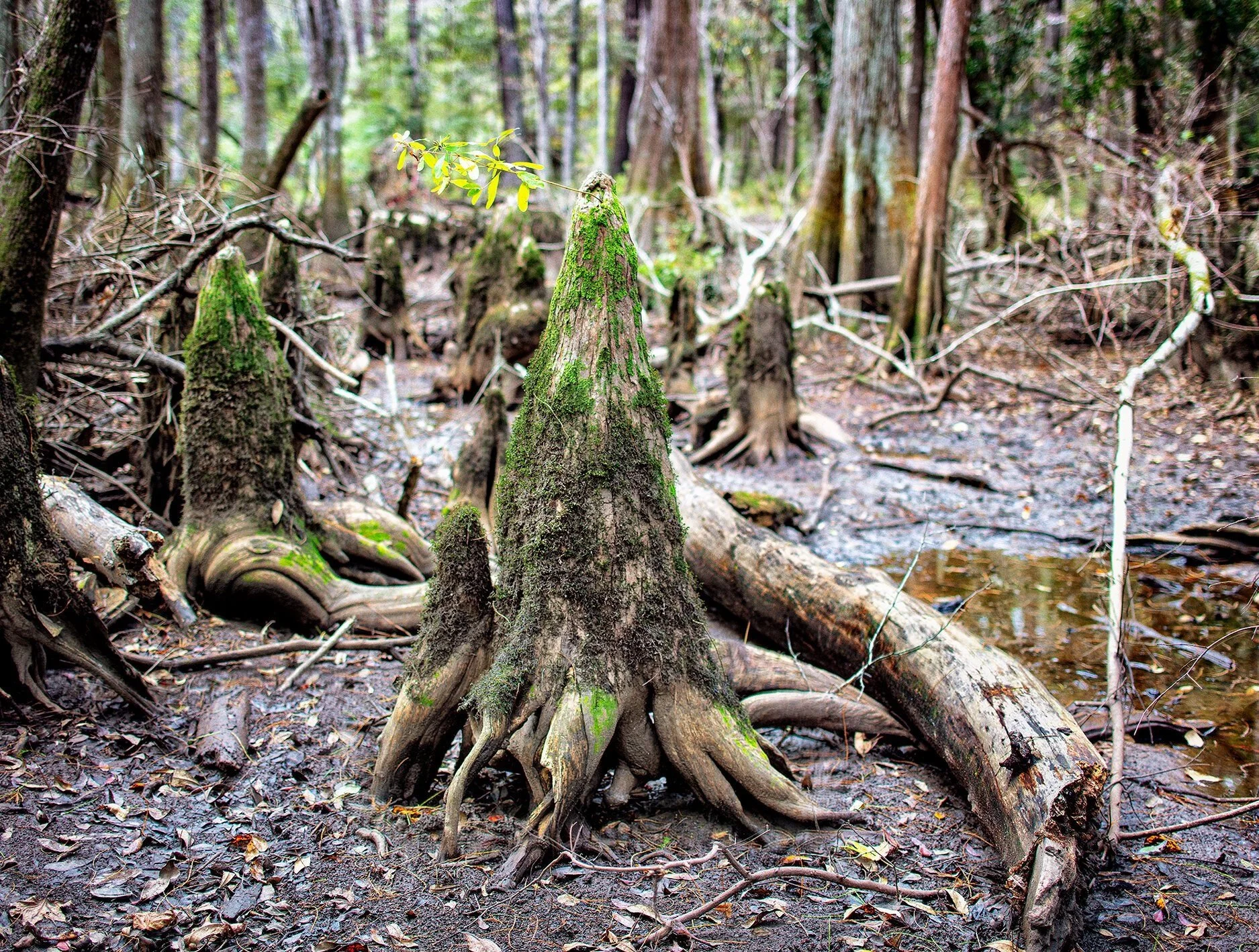 Seventeen Mile Swamp I (2020)